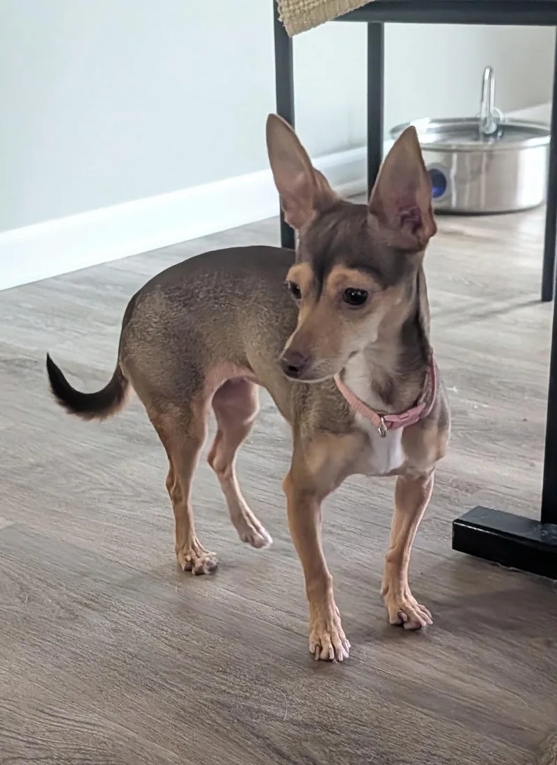 An adult small-sized female Chihuahua dog named Sandy for adoption in Overland Park, KS