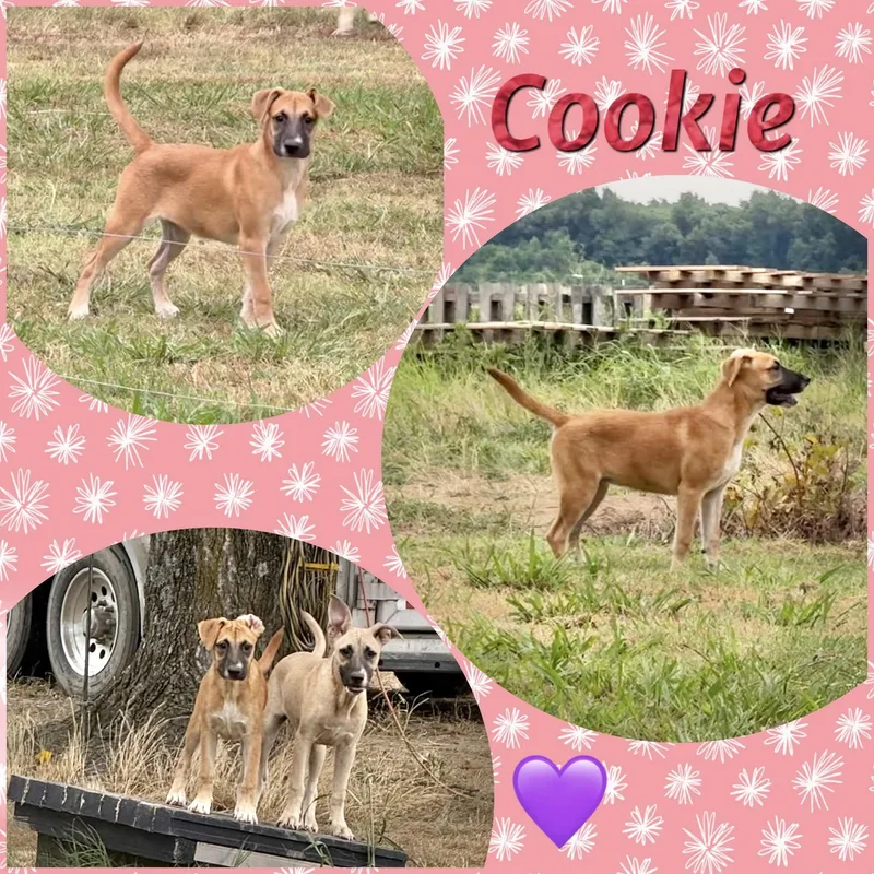 A baby medium-sized female Shepherd dog named Cookie for adoption in Manchester, CT
