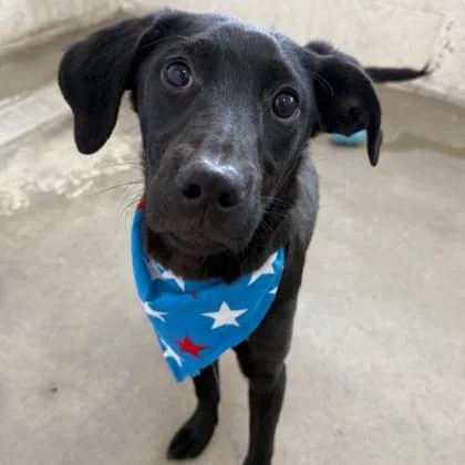 An adult medium-sized male Labrador Retriever dog named Sirius for adoption in Phoenix, AZ