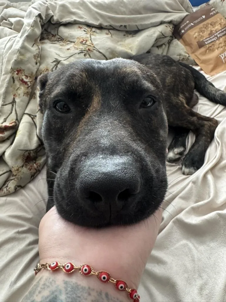 An adult medium-sized male Black Labrador Retriever dog named Gojo for adoption in Lakeside, CA