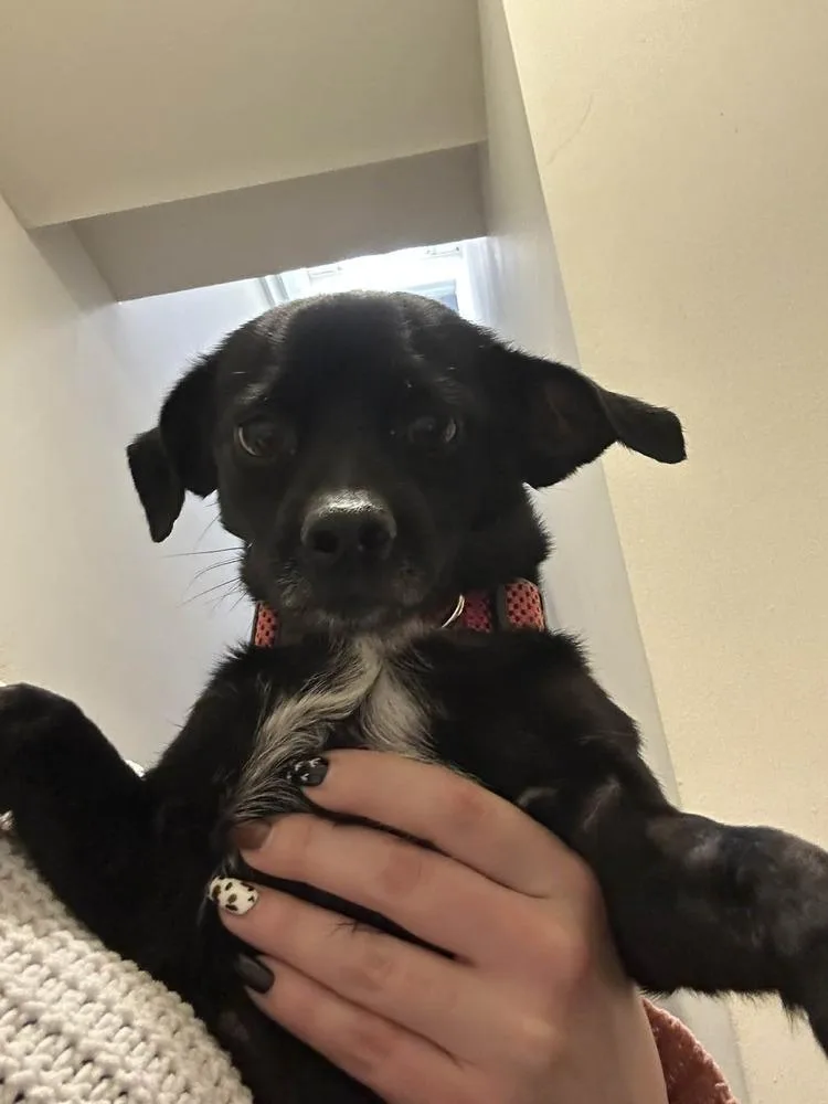 Chiquita