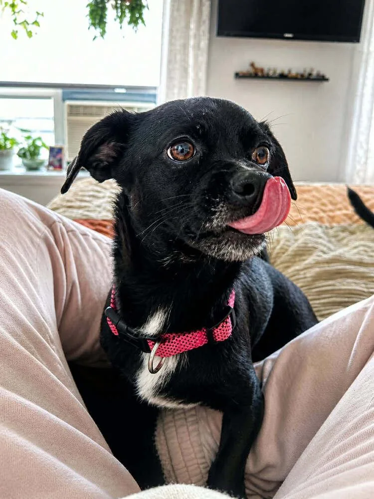 Chiquita thumbnail 4