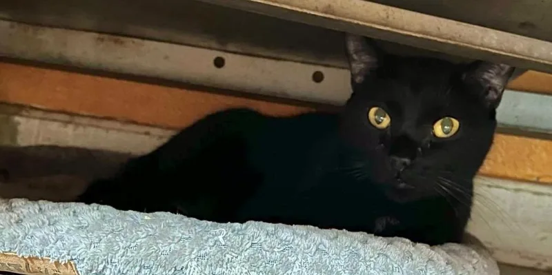 An adult medium-sized male Domestic Short Hair cat named Scrooge for adoption in Marianna, FL