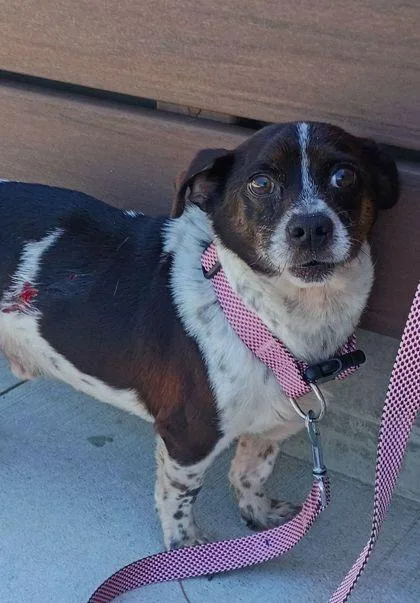 An adult small-sized male Chihuahua dog named Siren for adoption in Atlanta, GA