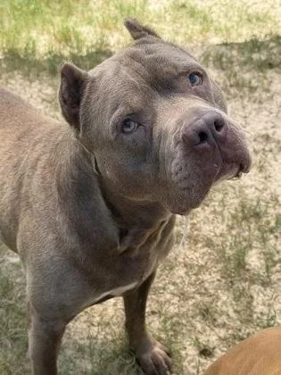 An adult large-sized male Mixed Breed dog named Ranch Ranger for adoption in Atlanta, GA