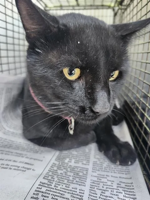 A young medium-sized male Domestic Short Hair cat named Shadow for adoption in San Antonio, TX