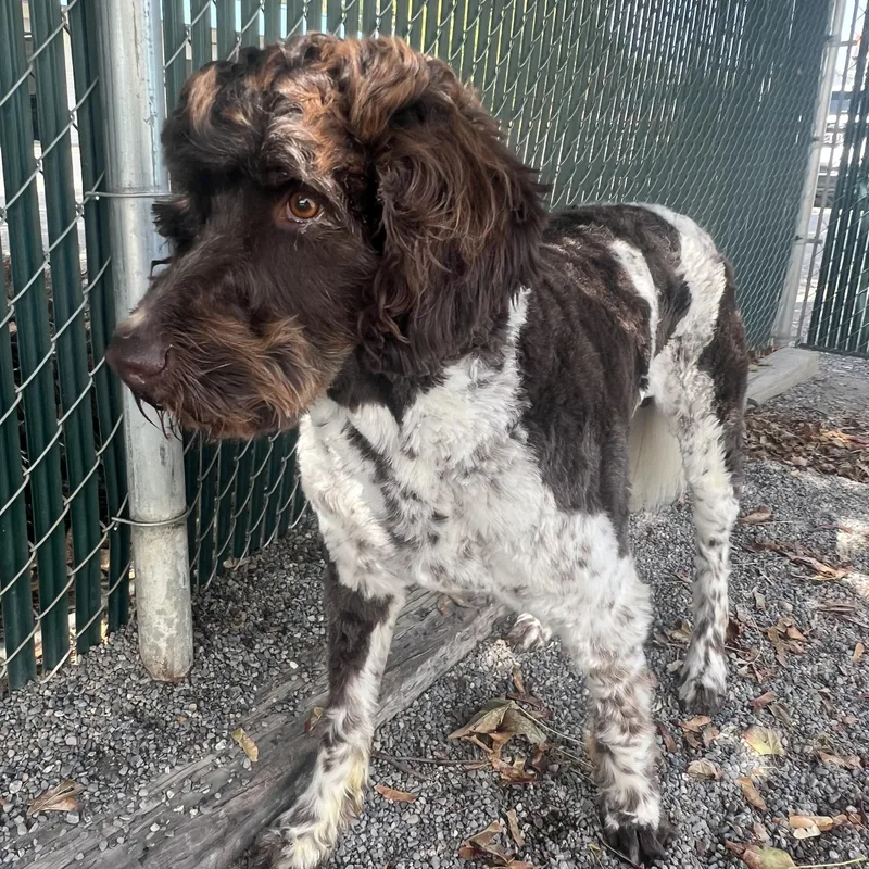An adult medium-sized male Brown / Chocolate Labradoodle dog named Ochie for adoption in Spokane, WA