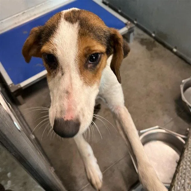An adult medium-sized male Treeing Walker Coonhound dog named Denver for adoption in Tavares, FL