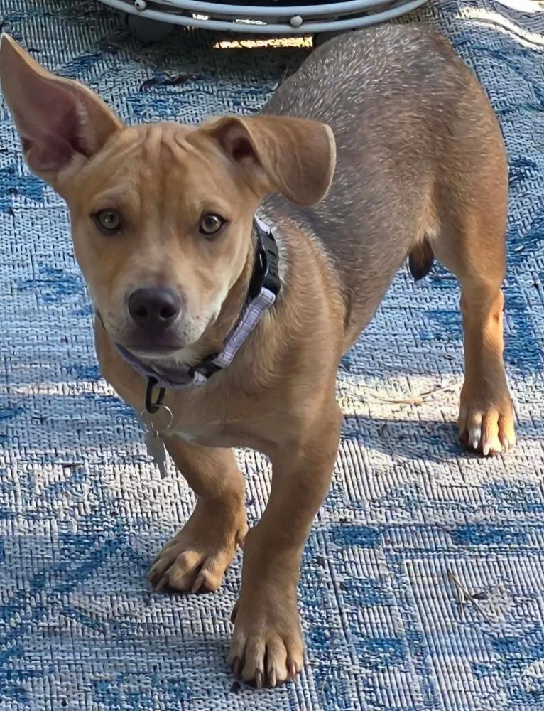 A baby medium-sized male Mixed Breed dog named Marlon for adoption in Waunakee, WI