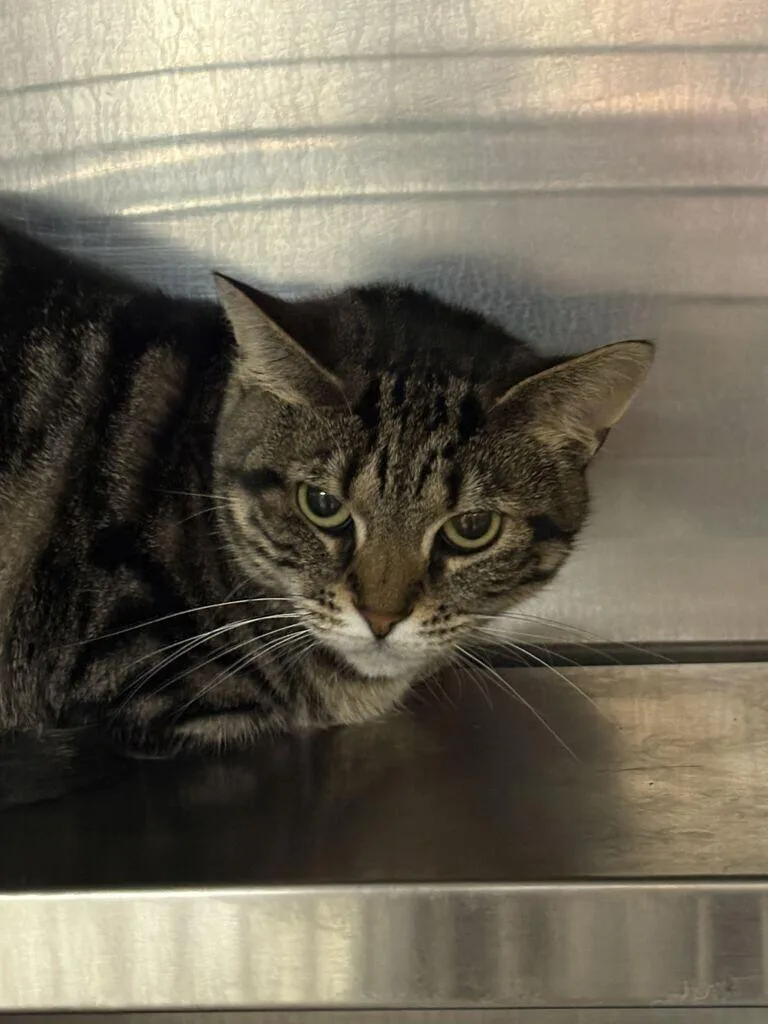 An adult medium-sized female Domestic Short Hair cat named Willow for adoption in Cincinnati, OH