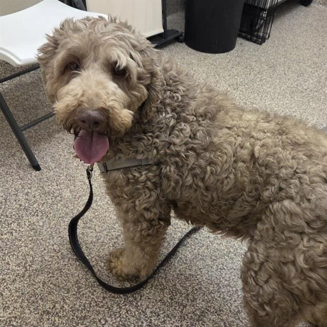 An adult medium-sized female Poodle dog named Mocha for adoption in Centerville, MA