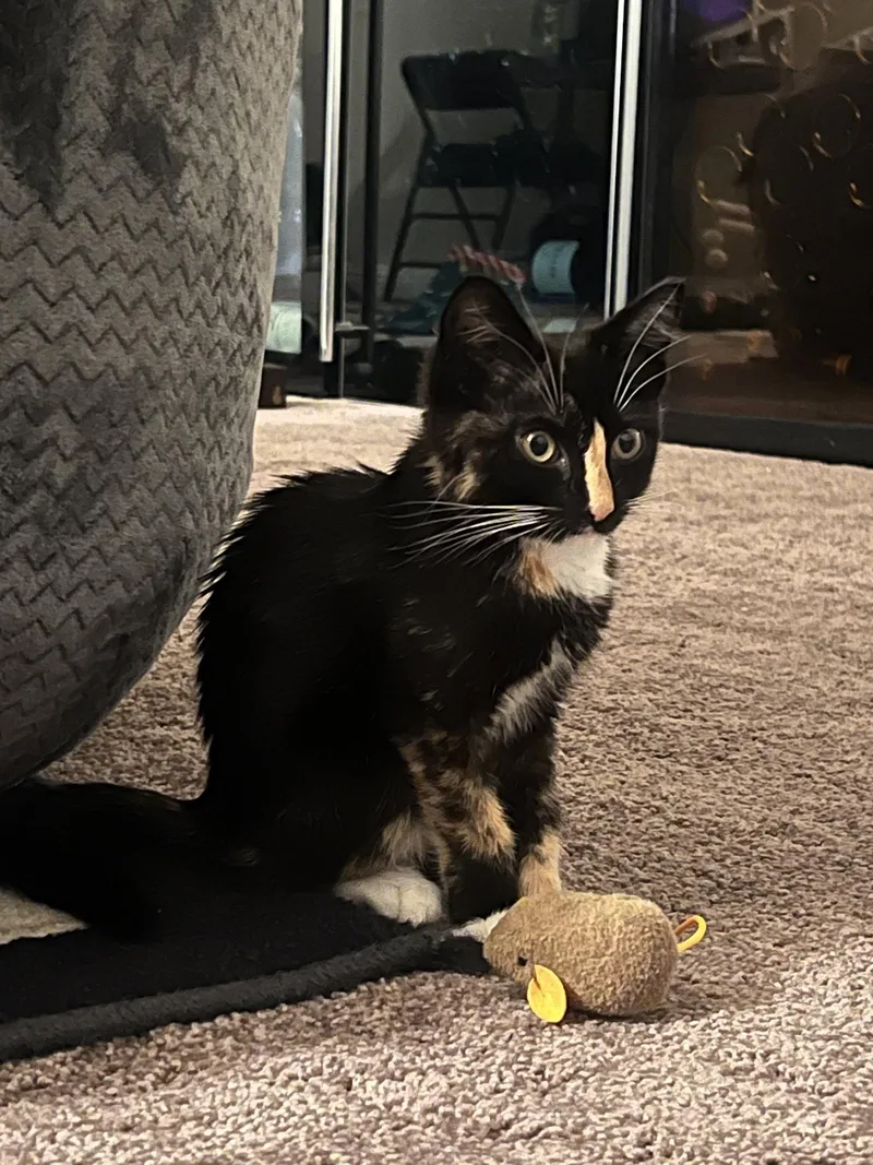 A baby medium-sized female Domestic Short Hair cat named Danica Catrick for adoption in Frisco, TX