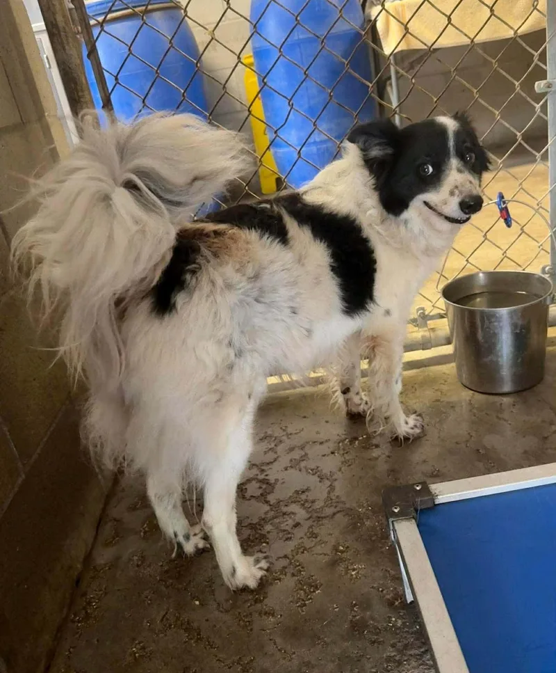 A young medium-sized female Border Collie dog named Ella for adoption in Bradenton, FL