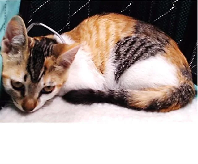 A baby medium-sized female Domestic Short Hair cat named Serafina for adoption in Downey, CA