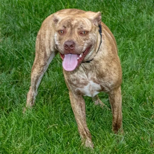 A young medium-sized female Pit Bull Terrier dog named Sky for adoption in St. Louis, MO