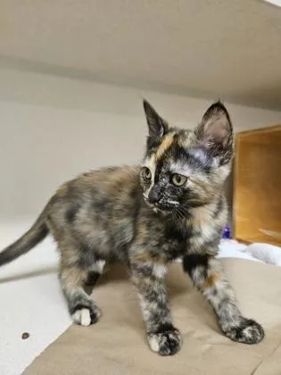 A baby small-sized female Domestic Short Hair cat named Chanel for adoption in Bellevue, WA