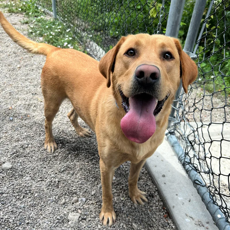 An adult large-sized male Golden Labrador Retriever dog named Duke for adoption in Lindon, UT