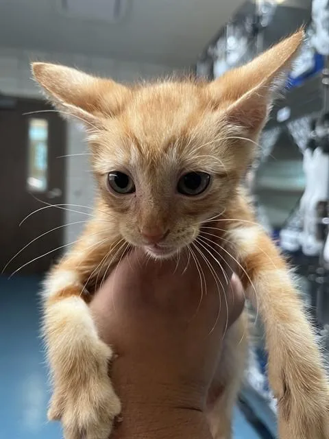 A baby small-sized male Domestic Short Hair cat named Radish for adoption in Pearland, TX