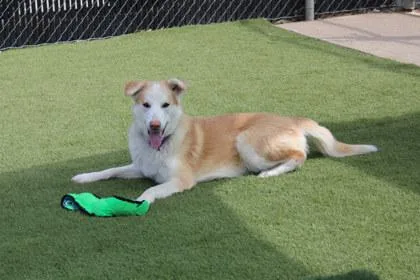 An adult large-sized male Labrador Retriever dog named Joe for adoption in Kansas City, MO