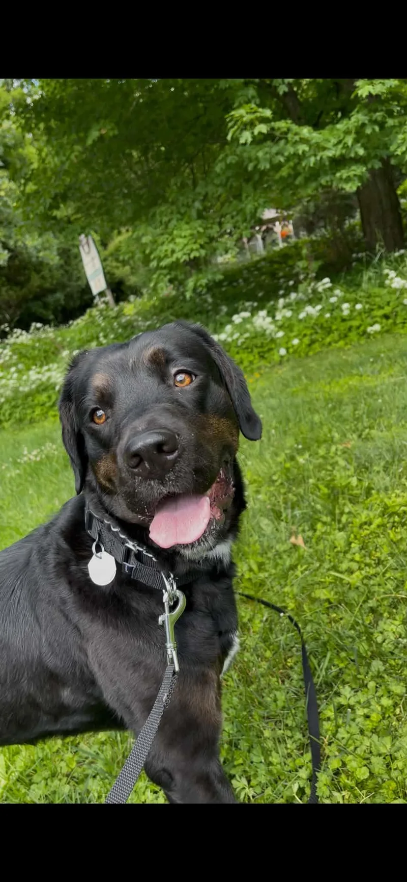 An adult large-sized female Labrador Retriever dog named Harley for adoption in Glover, VT