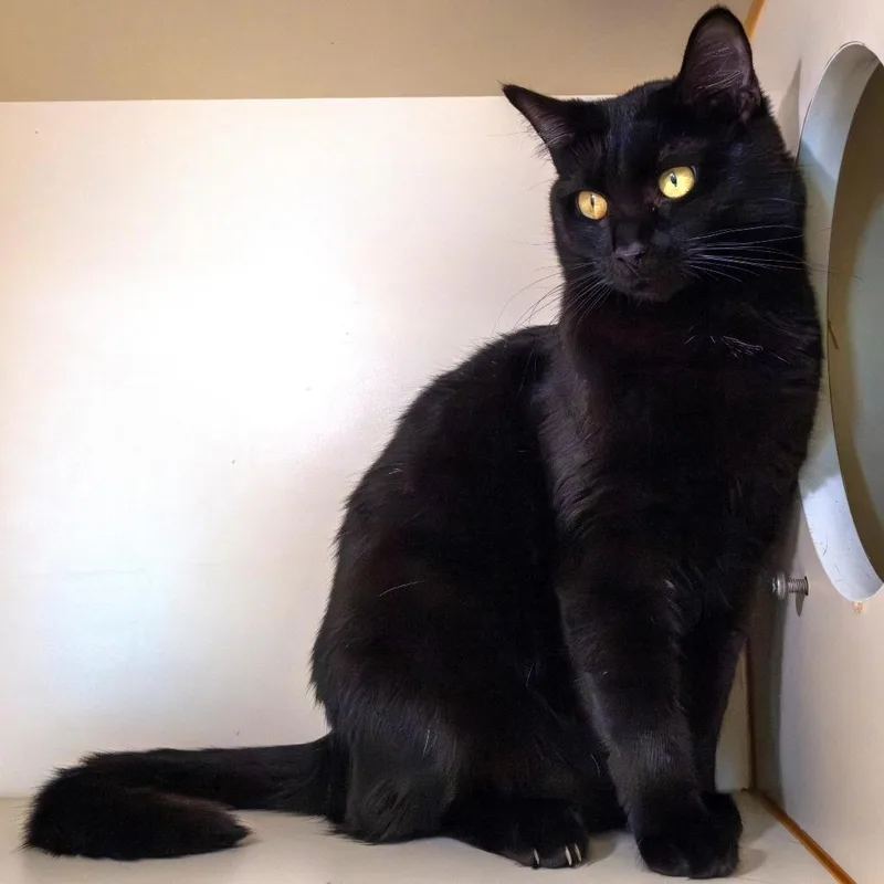 An adult large-sized female Black Domestic Short Hair cat named Siren for adoption in South Elgin, IL