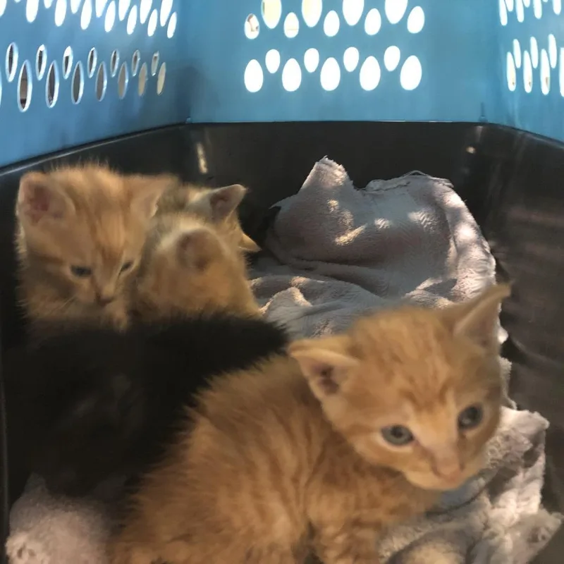 A baby small-sized male Orange / Red Domestic Short Hair cat named Astro for adoption in Saint Louis, MO
