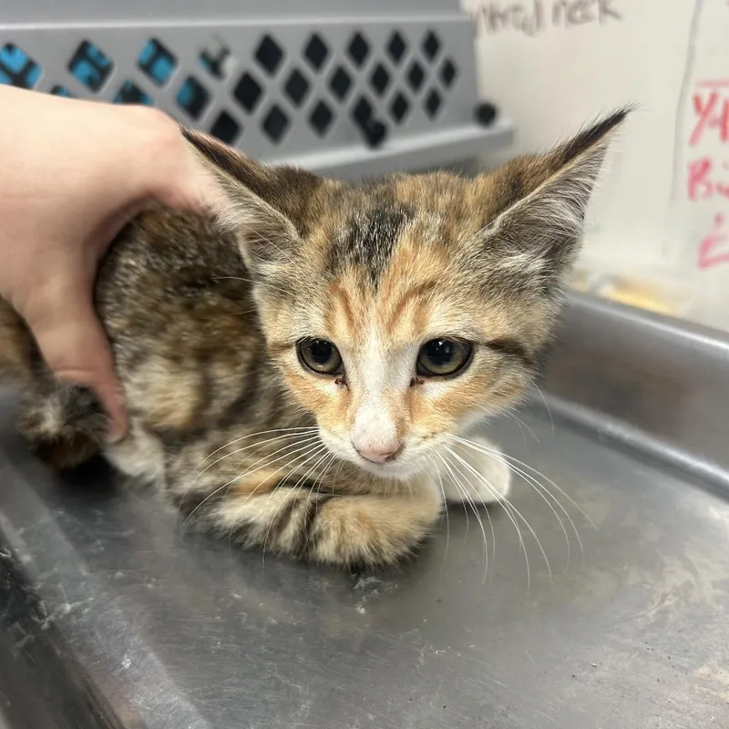 A baby small-sized female Torbie Domestic Short Hair cat named Sprinkle for adoption in West Point, MS