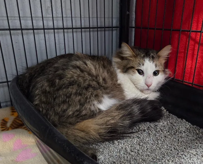 An adult medium-sized male Domestic Long Hair cat named Bailey for adoption in Muskegon, MI