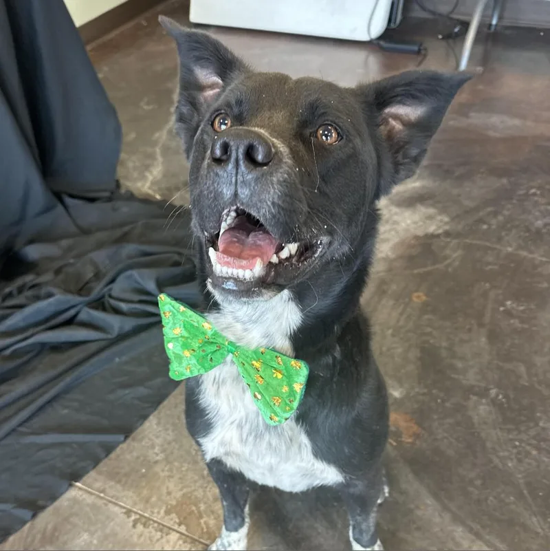 An adult large-sized male Black Labrador Retriever dog named Rocky for adoption in Rifle, CO