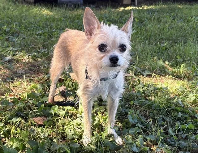 A senior small-sized female Yorkshire Terrier dog named Carrie for adoption in Columbus, IN