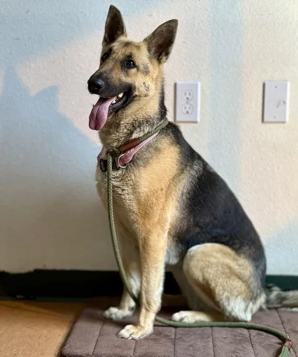 An adult large-sized female German Shepherd Dog dog named Sandy for adoption in Novato, CA