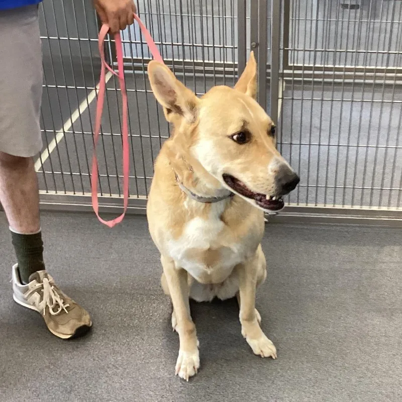 An adult large-sized female Yellow / Tan / Blond / Fawn German Shepherd Dog dog named Julep for adoption in Montgomery, AL