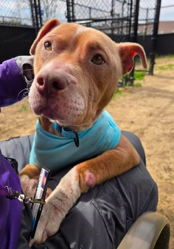 Dinner Roll thumbnail 2