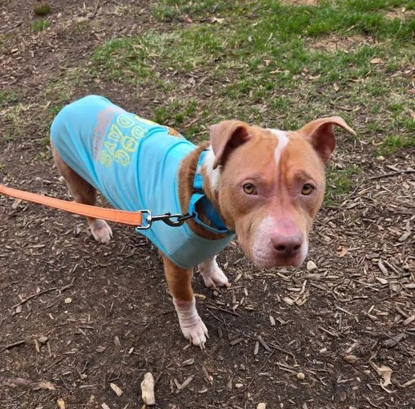 Dinner Roll thumbnail 3