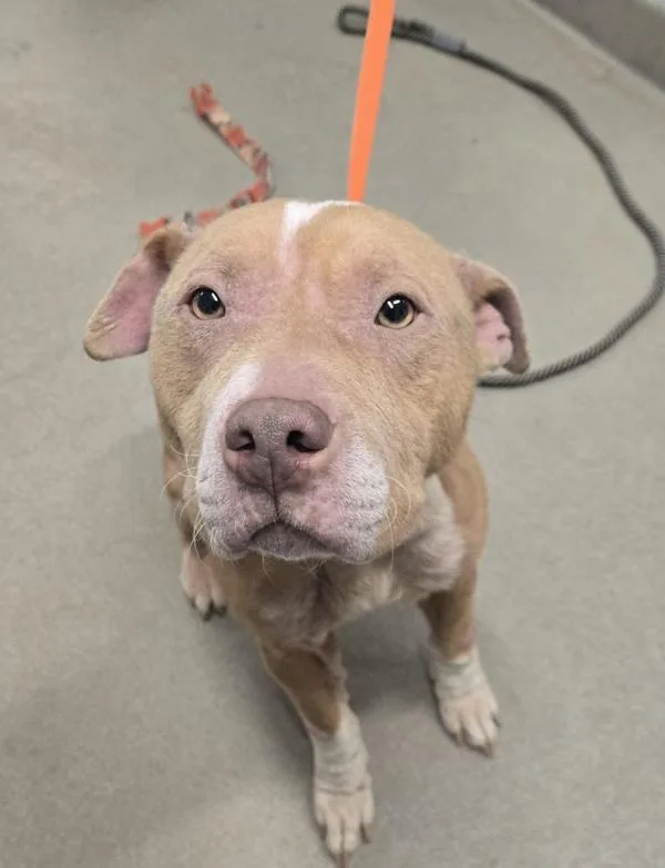 Dinner Roll thumbnail 4