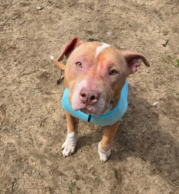 Dinner Roll thumbnail 5