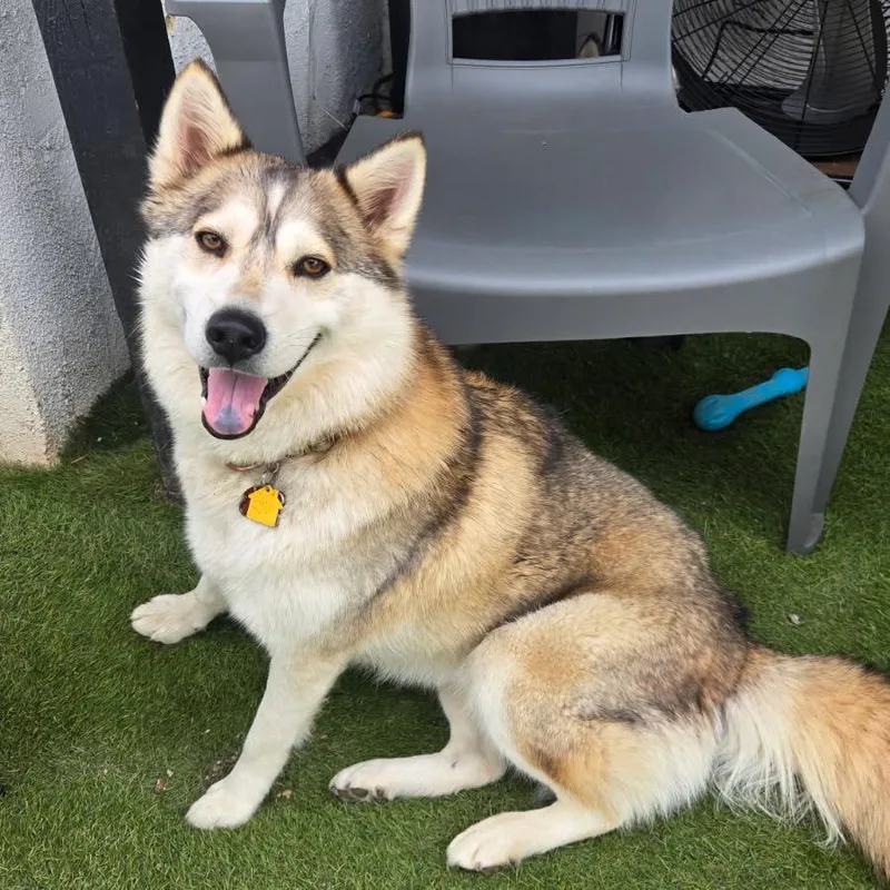 An adult medium-sized female Yellow / Tan / Blond / Fawn Husky dog named Loba for adoption in San Diego, CA