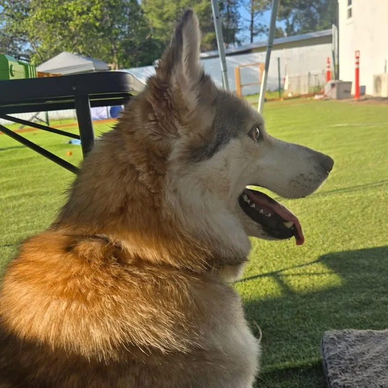 Loba thumbnail 6