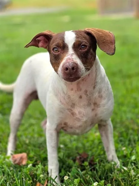 An adult medium-sized male Beagle dog named Rocket for adoption in Statesville, NC