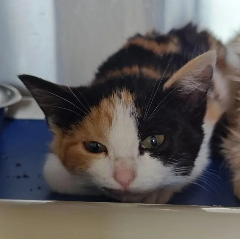 A young medium-sized female Calico Domestic Short Hair cat named Millie for adoption in Wahpeton, ND