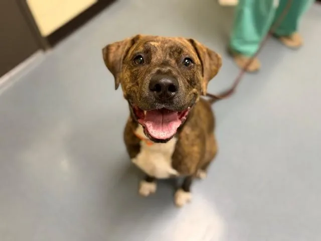 Amora