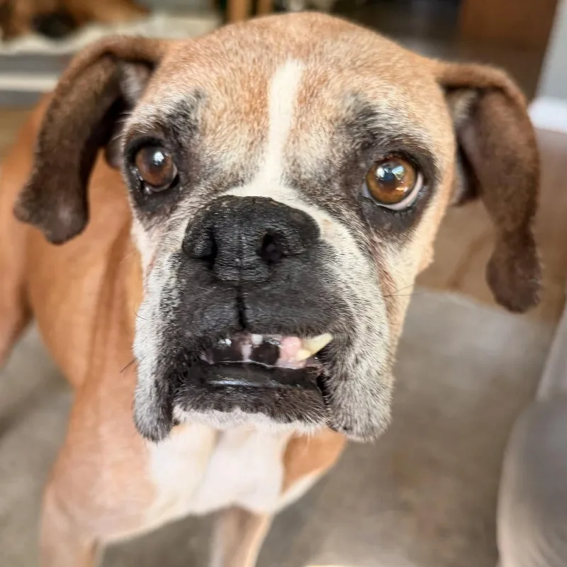 A senior medium-sized female Boxer dog named Nan for adoption in McMinnville, OR