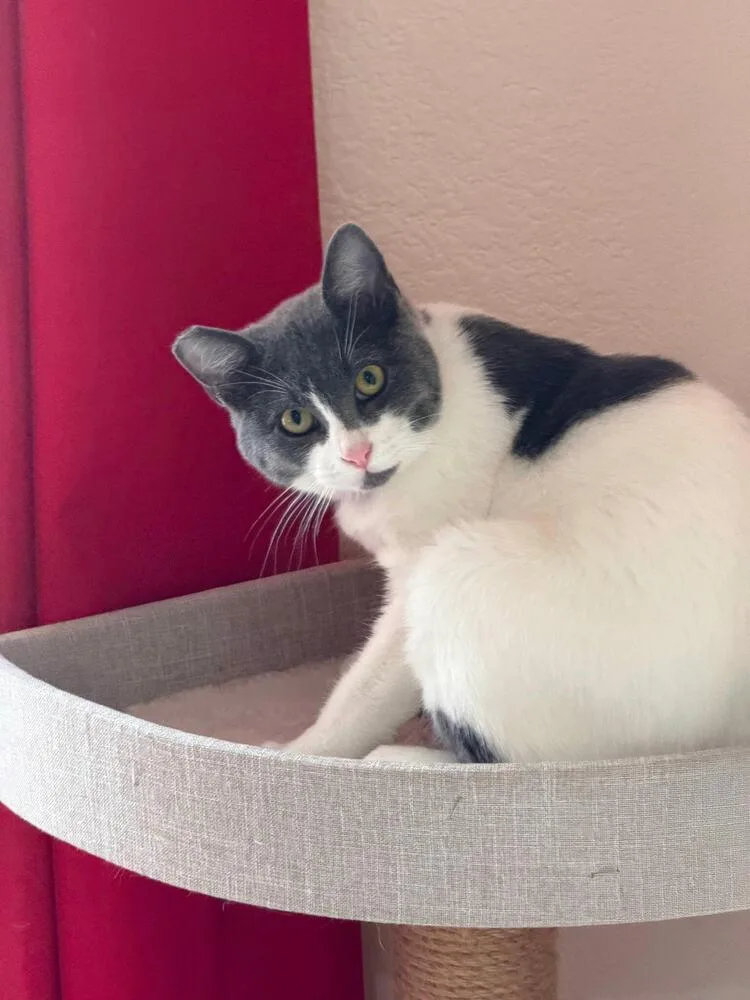 A baby medium-sized female Gray & White Domestic Short Hair cat named Tiny for adoption in Lancaster, CA