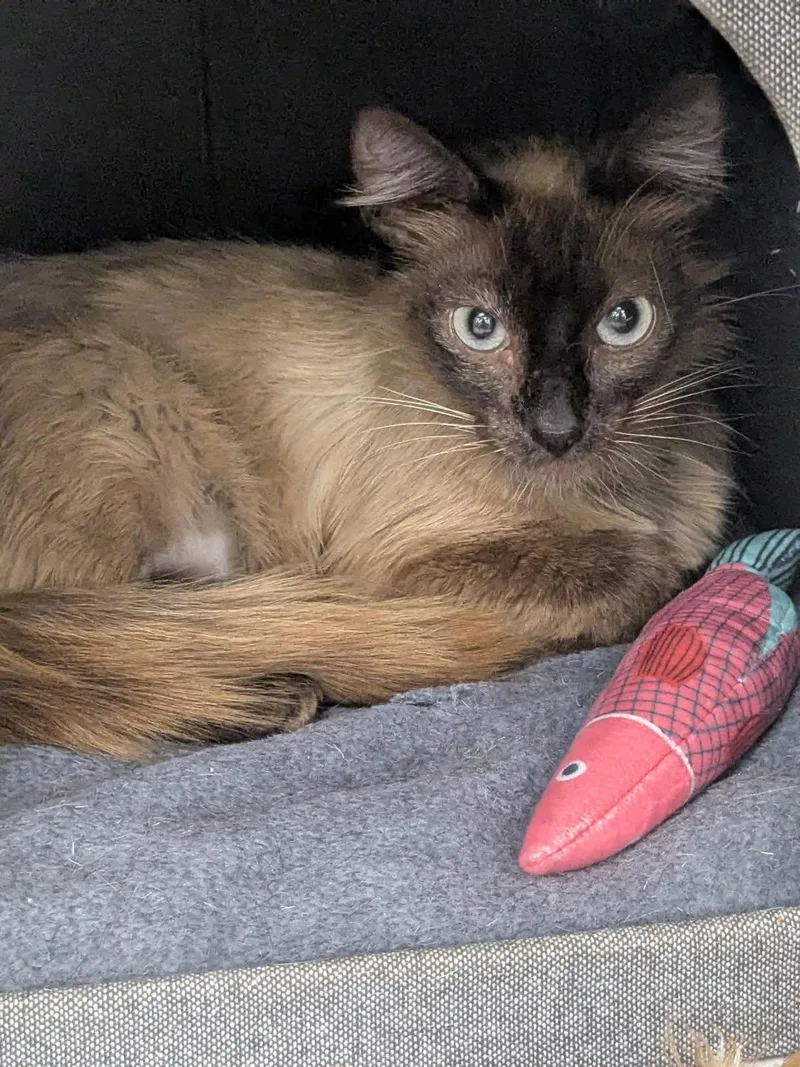 A young medium-sized female Siamese cat named Sable for adoption in Westminster, CA