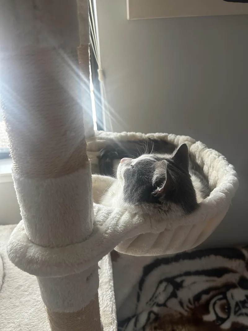 A young medium-sized male Domestic Short Hair cat named Pokey for adoption in Rio Linda, CA