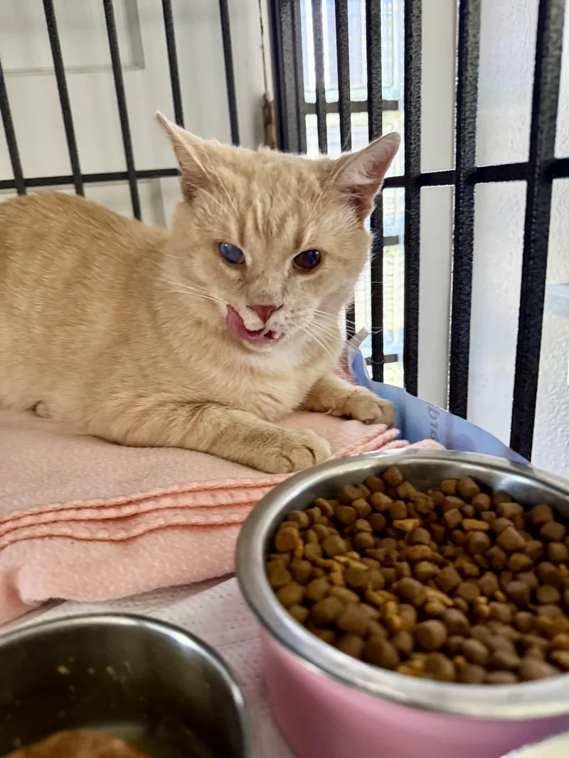 An adult medium-sized male Buff / Tan / Fawn Domestic Short Hair cat named Phil for adoption in Greensburg, PA