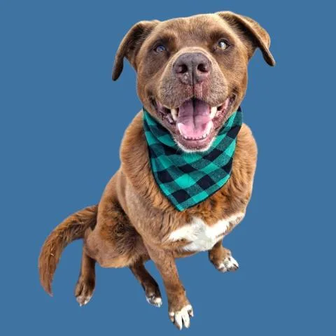 An adult large-sized male Labrador Retriever dog named Brick for adoption in Bakersfield, CA
