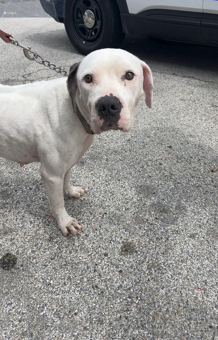 A young large-sized female Pit Bull Terrier dog named Tara for adoption in Killeen, TX