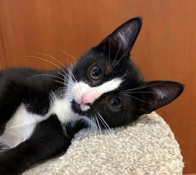 A baby medium-sized male Black & White / Tuxedo Domestic Short Hair cat named Turq for adoption in Little Falls, NJ