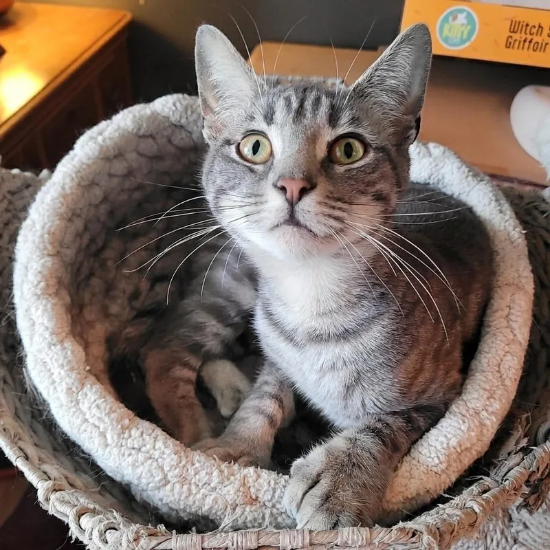 A young medium-sized female Dilute Tortoiseshell Domestic Short Hair cat named Thumbelina for adoption in Indianapolis, IN